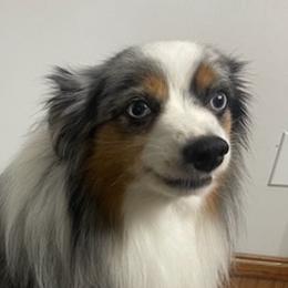 Australian Shepherds from Torry's Full Draw Aussie’s