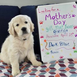 Golden Retriever Puppies from Rosemarie DeVora