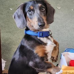 Pepper - Dachshund