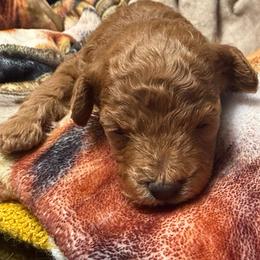 Leif - Red  male Poodle puppy in Kidder, South Dakota from Continental Cavaliers