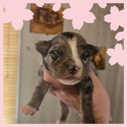 Girl 4 - Blue merle female Australian Shepherd puppy in Lubbock, Texas from Texas Bluebonnet Herders
