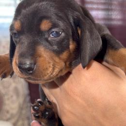 Pink - Black and tan female Dachshund puppy in Bakersfield, California from KC Doxies