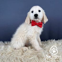 Mario - White male Companion Cross puppy in Utah County, Utah from Big Hearted Breeders