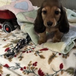 Light Blue - Black and cream male Dachshund puppy in Exeter, California from PeacocksDachs