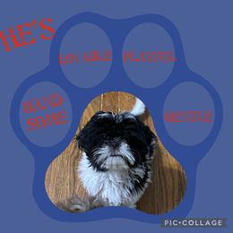 Shih Tzu Puppies from Spunky Shih-Tzus