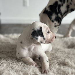 Dalmatian Puppies from Pawsitively Spotted