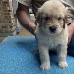 Girl 6 - Golden Retriever puppy in Shepherd, Texas from Wahkeen Golden Retrievers