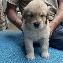 Girl 6 - Golden Retriever puppy in Shepherd, Texas from Wahkeen Golden Retrievers