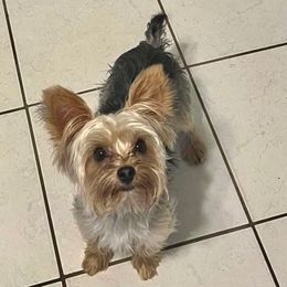 Molly - Yorkshire Terrier