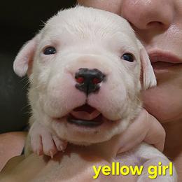 Girl 2 - yellow girl - White female Dogo Argentino puppy in Blythe, California from Dogos del Gran Reino