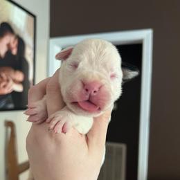 Titan - White male Boxer puppy in Henderson, Tennessee from Vom Broadvalley