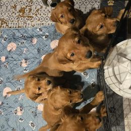 Golden Retriever puppies from Sona Kennels