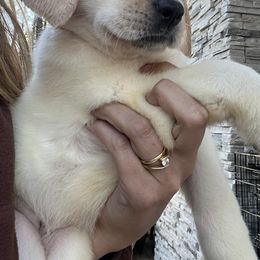 Labrador Retriever and Pembroke Welsh Corgi Puppies from Burress Family Farm and Kennels
