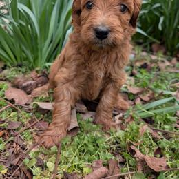 Yellow - Red  female Goldendoodle puppy in Midland, North Carolina from Alger Farm, LLC
