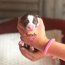 Sandy - Red tri-color female Australian Shepherd puppy in Uvalda, Georgia from Happy Ours Australian Shepherds