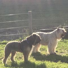 Dolly - Bouvier des Flandres