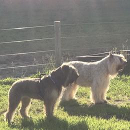 Dolly - Bouvier des Flandres
