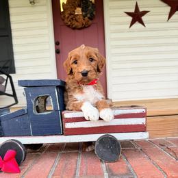 Alex - Red  male Goldendoodle puppy in Rose Hill, North Carolina from Red Door Canines