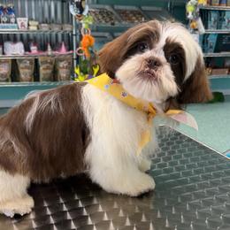 Bones - Liver and white male Shih Tzu puppy in Ocala, Florida from Mimi's Shih-tzus of Ocala
