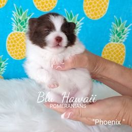 Pomeranian Puppies from Blu Hawaii Pomeranians