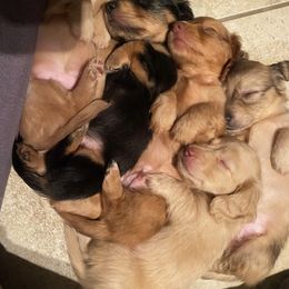 Dachshund Puppies from Hetu's Dachshunds