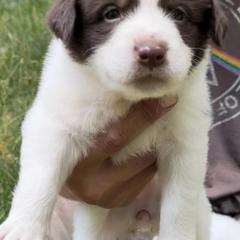 Karakachans from Victorian Acres