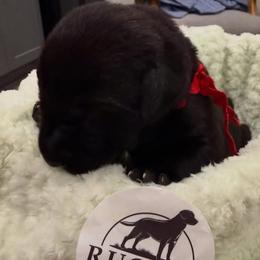 Red Collar Black Male - Black male Labrador Retriever puppy in Gainesville, Georgia from Rucker Retrievers