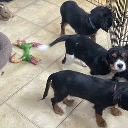 Cavalier King Charles Spaniel Puppies from Herrmann’s Royal Court of Cavalier King Charles Spaniel
