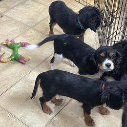 Cavalier King Charles Spaniel Puppies from Herrmann’s Royal Court of Cavalier King Charles Spaniel
