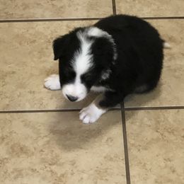 Border Collie Puppies from Burke BC’s