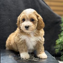 Havapoo puppies from Denise Clark