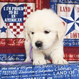 Golden Retriever Puppies from ElkRidge Goldens