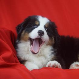 Bernese Mountain Dog Puppies from Lonesome Pine Farm