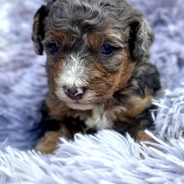 Vixen - Blue merle female Bernedoodle puppy in Vacaville, California from Starlight Goldendoodles