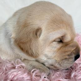 Labrador Retriever Puppies from Berkstone Labradors