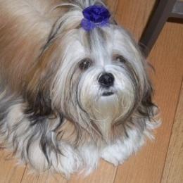 Anatolian Shepherd Dog, Collie, and Lhasa Apso Puppies from Foxglove Farms Collies/Green Stains Anatolians/I Ching Lhasas