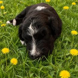 Woozles - Black tri-color male Australian Shepherd puppy in Marshall, Virginia from Aussie Tales Farm