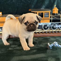 Boy 1 - Fawn male Pug puppy in Anderson Island, Washington from Purebred Pugs of Puget Sound
