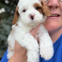 Lightening McQueen - Blenheim male Cavapoo puppy in Mona, Utah from Hearts Full of Puppies