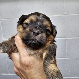 Shih Tzu Puppies from Wandering Tzu