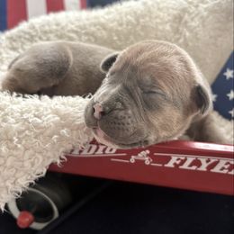Bock Blue Collar - Fawn male Boerboel puppy in Florida from CLAD Guard Boerboels