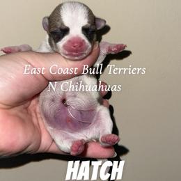 Hatch - Sable spotted white male Chihuahua puppy in Kannapolis, North Carolina from East Coast Bull Terriers N Chihuahuas