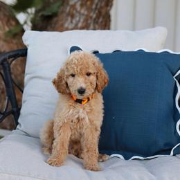 Prince Flynn - Brown male Bernedoodle puppy in Yuba City, California from Ranch House Doodles