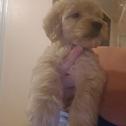 Female 2 - Apricot female Goldendoodle puppy in Pleasant Hill, Iowa from Courtney Nicole's Goldendoodles