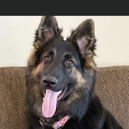 German Shepherd Puppies from Chattanooga Tn German Shepherds
