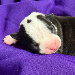 Bellatrix - Black brindle and white female Boston Terrier puppy in Kingsport, Tennessee from Dreamweaver Bostons