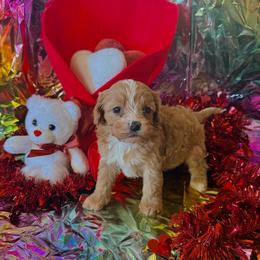 Pebbles - Red female Cavapoo puppy in Conway, Missouri from Jordan  Harrison