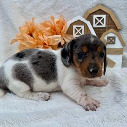 Emma - Piebald female Dachshund puppy in Colbert, Oklahoma from Brooke Crenshaw