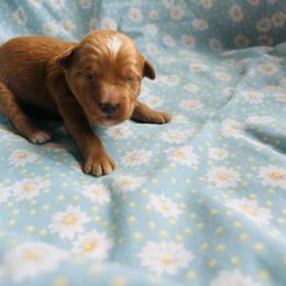 Black collar - Apricot male Goldendoodle puppy in Denison, Iowa from Violet View Iowa Goldendoodles