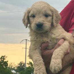 Junior - Golden male Golden Retriever puppy in Grant County, Indiana from On The Sunny Side Pavey Farms